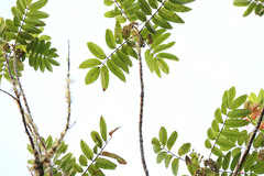 Mountain Rose (Brunellia comocladifolia)