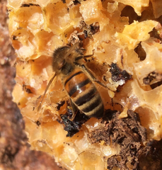 Apis mellifera