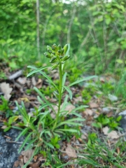 Erysimum sylvestre, photograph author not stated, no rights reserved