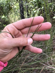 Aristida stricta