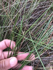 Aristida stricta