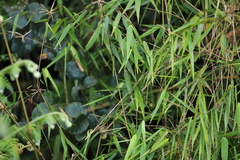 Arthrostylidium