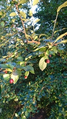 Cotoneaster