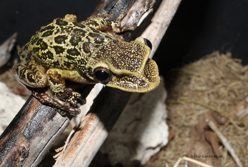 Yucatán Casque-headed Tree Frog