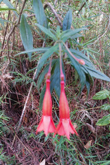 Fuchsia