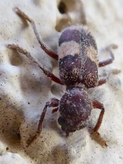 Enoclerus quadrisignatus