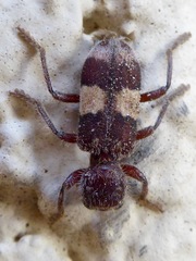 Enoclerus quadrisignatus