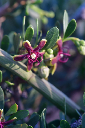 Avistamiento Cornical (Periploca angustifolia)