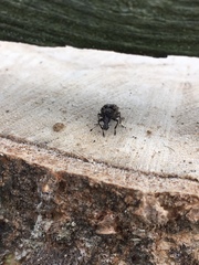 Anthribinae