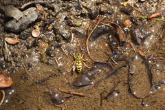 Vespula sulphurea