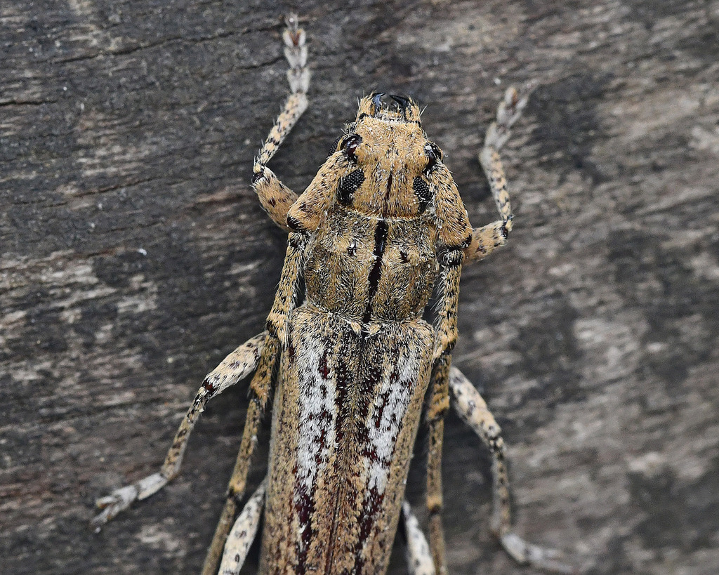 Elaphidion tuberculicolle