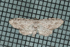 Pimaphera sparsaria
