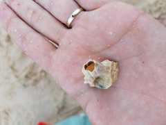 Amphibalanus amphitrite