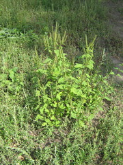 Ambrosia trifida