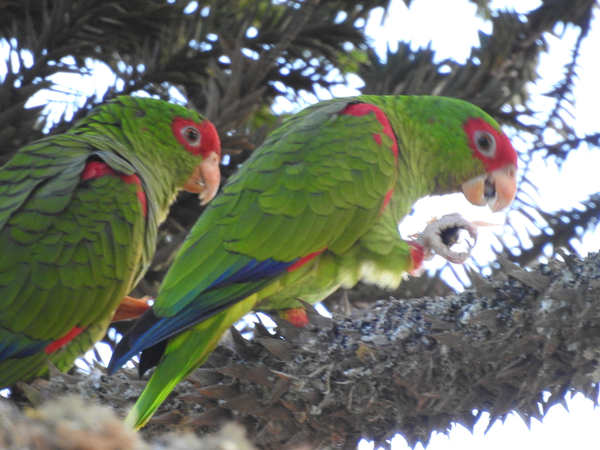 Red-spectacled Amazon (Amazona pretrei), photo 3
