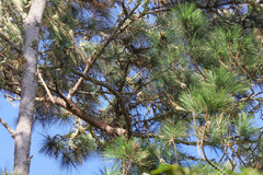 Pinus occidentalis