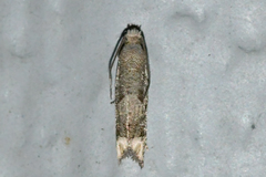 Epiblema minutana