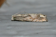 Epiblema minutana