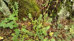 Cruciata