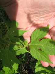 Ambrosia trifida