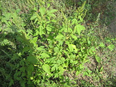 Ambrosia trifida