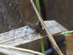 Arachnocephalus vestitus