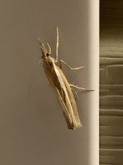 Agriphila tristella