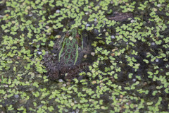 Lithobates chiricahuensis