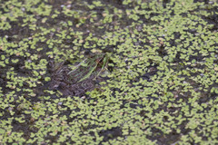 Lithobates chiricahuensis