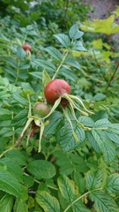 Rosa rugosa