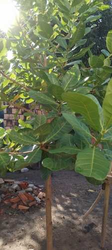 cashew