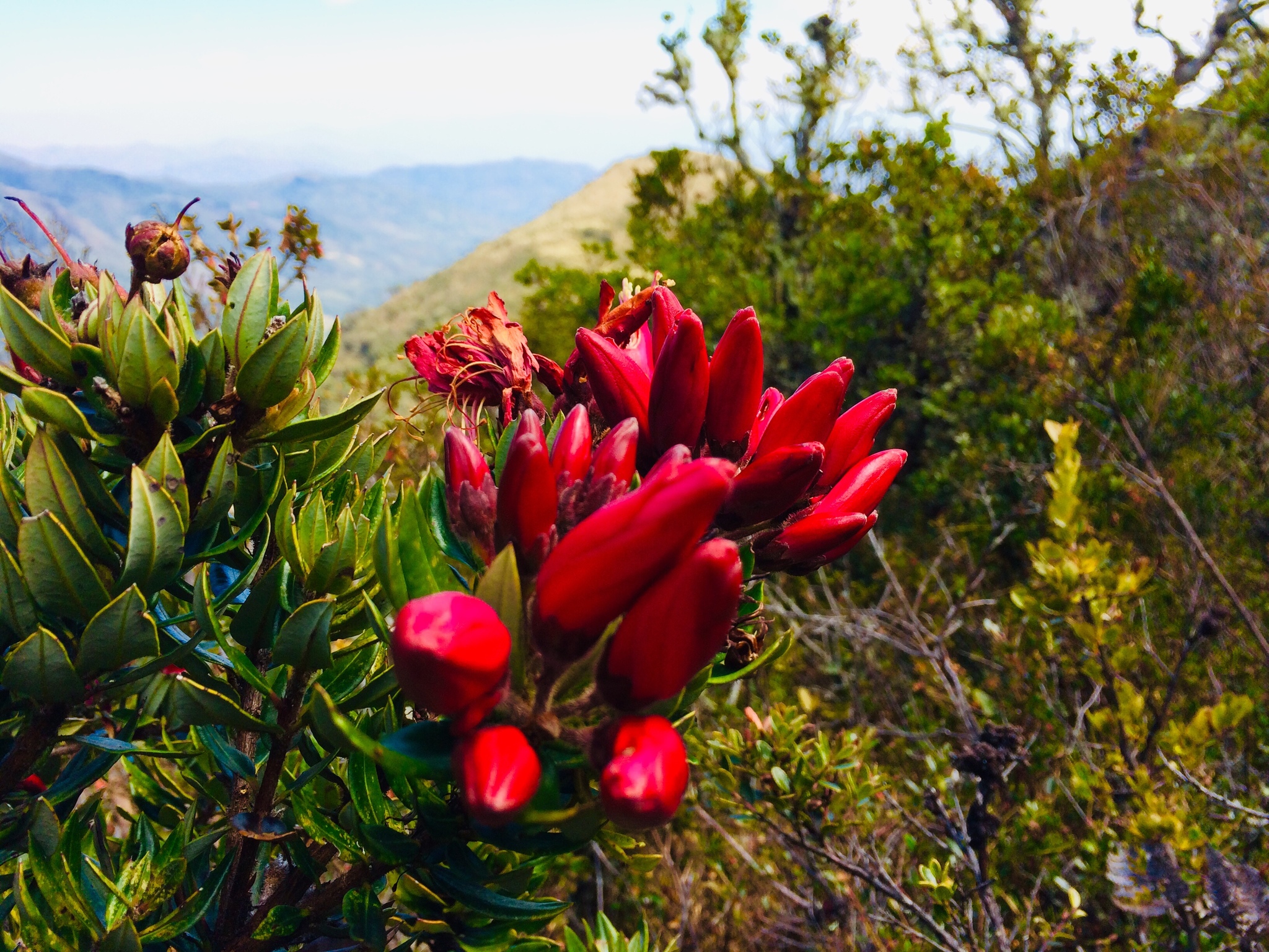 Bejaria resinosa image