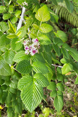 Rubus niveus