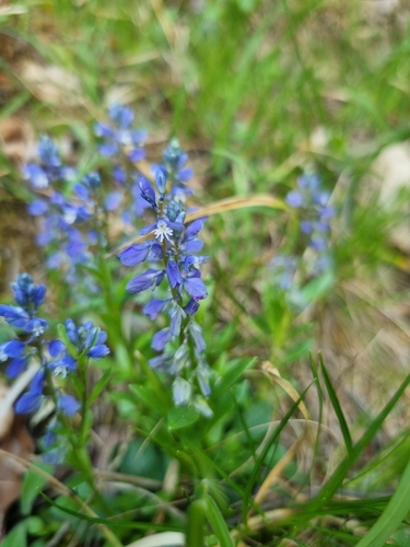 Polygala amara, photograph 6
