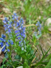 Polygala amara, photograph author not stated, no rights reserved