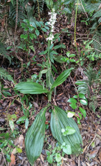 Calanthe calanthoides