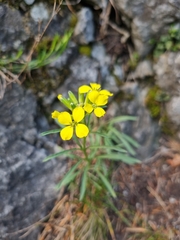 Erysimum sylvestre, photograph author not stated, no rights reserved