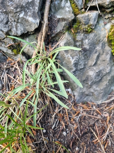 Erysimum sylvestre, photograph 4