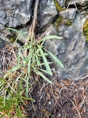 Erysimum sylvestre, photograph author not stated, no rights reserved
