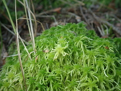 Sphagnum