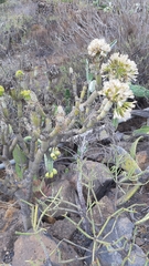 Kleinia neriifolia image