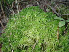 Sphagnum