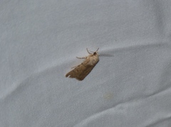 Nemapogon granella