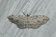Pimaphera sparsaria