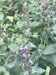 Stachys alpina