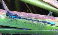 Ischnura gemina