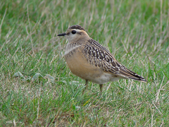 Charadrius morinellus