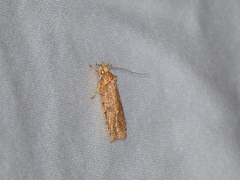 Agonopterix thelmae