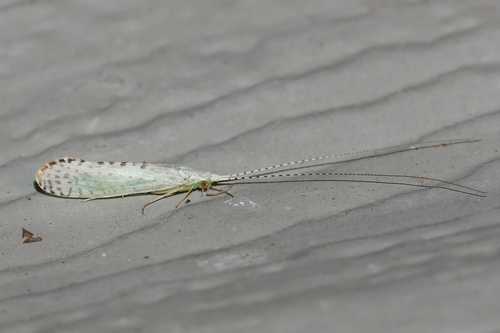 Nectopsyche candida (Hagen, 1861)