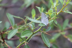 Celastrina echo cinerea